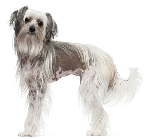 Purebred chinese sales crested
